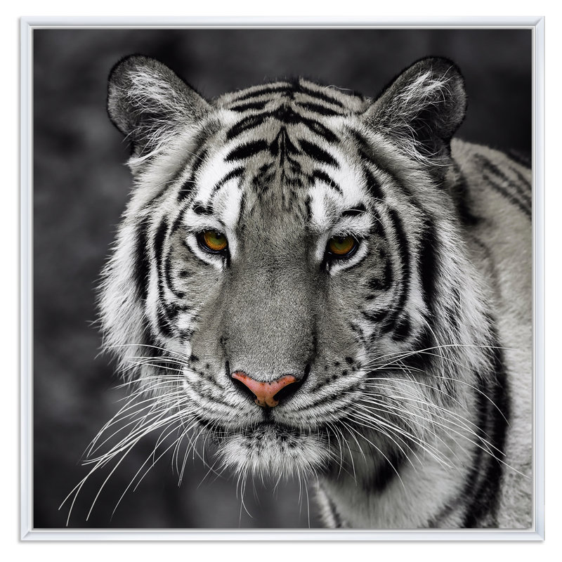 Impression monochrome sur toile, Portrait monochrome d'un tigre blanc III, H 36 po x l 36 po x P 1 po, Cadre flottant blanc