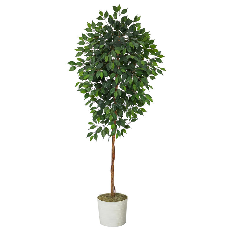 6ft Artificial Ficus Tree with White Planter