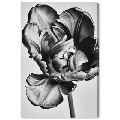 Graphite Flower Print by Oliver Gal