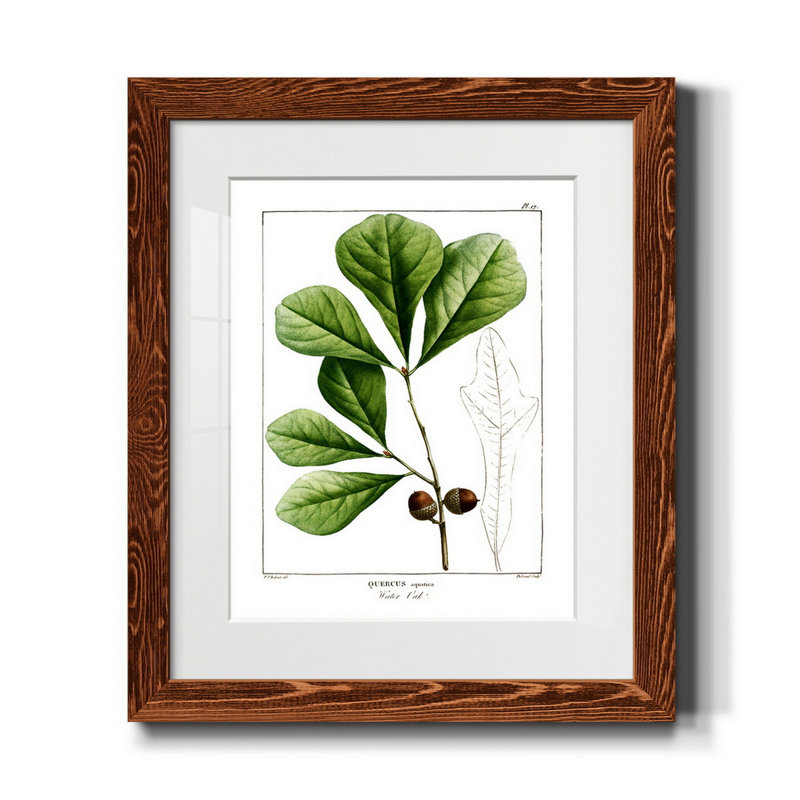 Chêne blanc - Peinture encadrée sur papier, Érable, H 20 po x l 17 po x P 1,5 po
