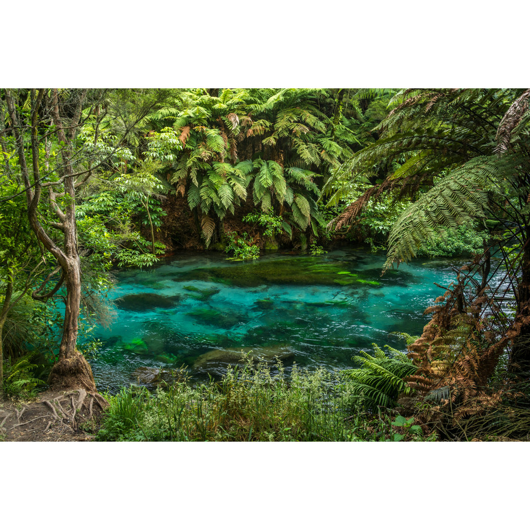 Leinwandbild Te Waihou Walkway And Blue Spring Near Putaruru, Neuseeland