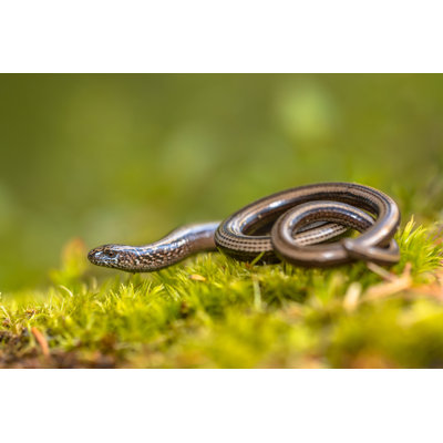 Slow Worm On Moss - Wrapped Canvas Print