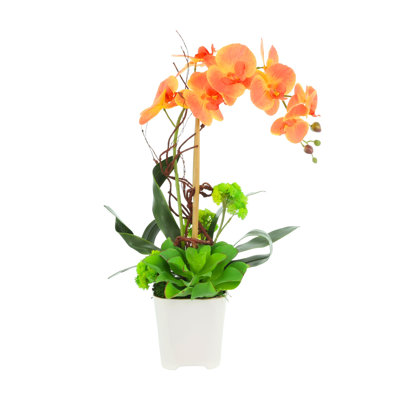 Orchidée et arrangement de plantes grasses