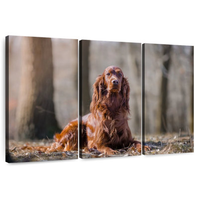 Irish Setter In The Forest
