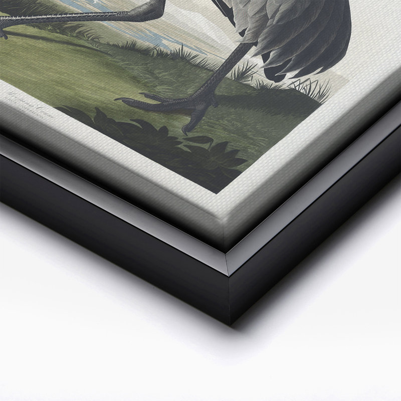 John James Audubon - Grue blanche No1, Black Framed, Canvas, 18"H x 24"W