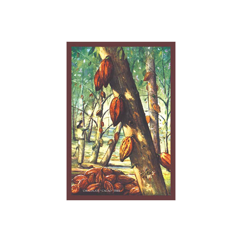 « cacao », reproduction de peinture à l’arbre chocolat