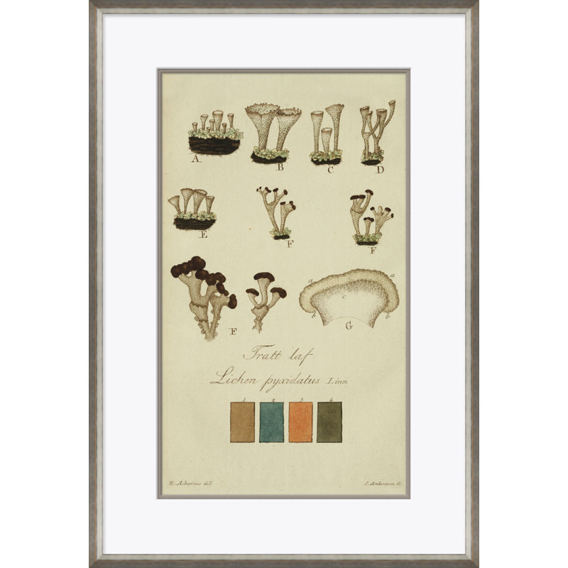 Lichen Studies, John Peter Westring, 1808 Framed by Paul Cezanne