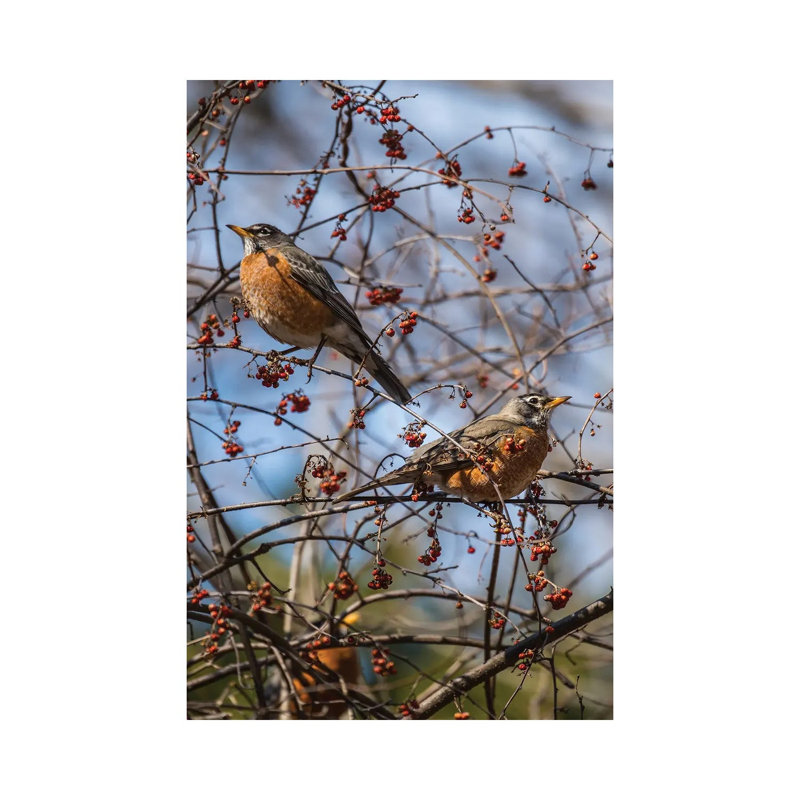 Spring Robins 1 Piece Wrapped Canvas Wall Art, 30.48cm H x  20.32cm W