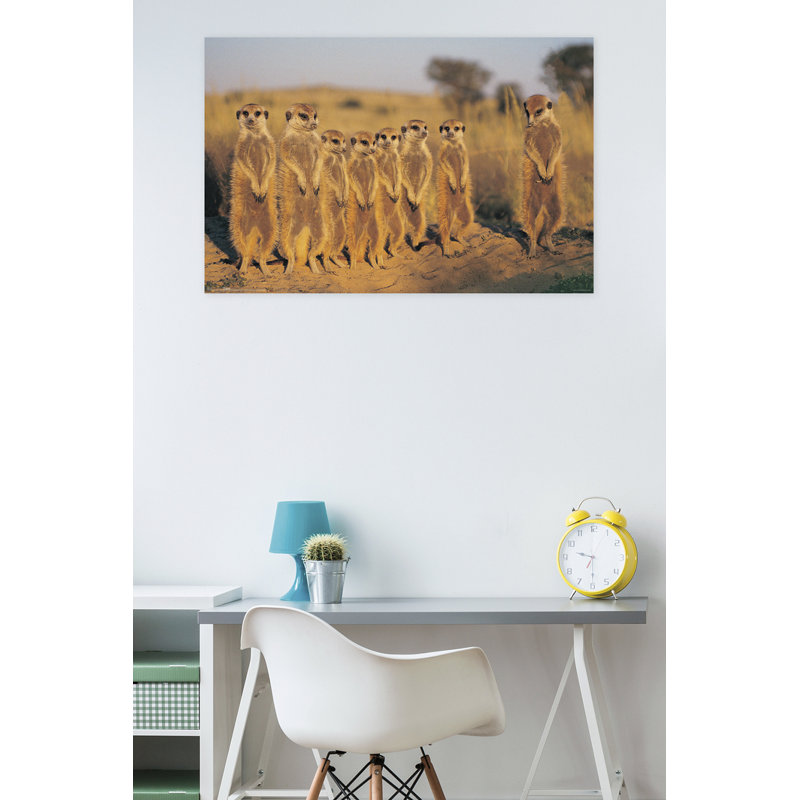Impression sur papier suricate