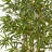 Fancy Style Bamboo Tree-574465451