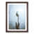 Walnut Framed