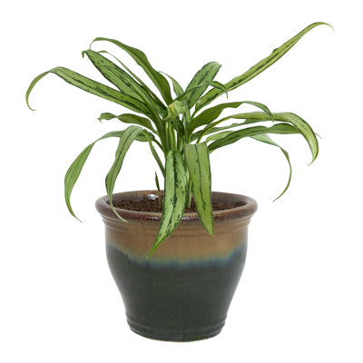 Berlina Round Imperial Ceramic Outdoor Planter - Green - 15"