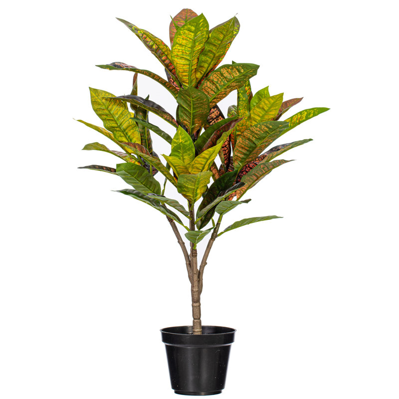  36 po. Plante en pot Croton., H 24 po x l 13 po x P 13 po