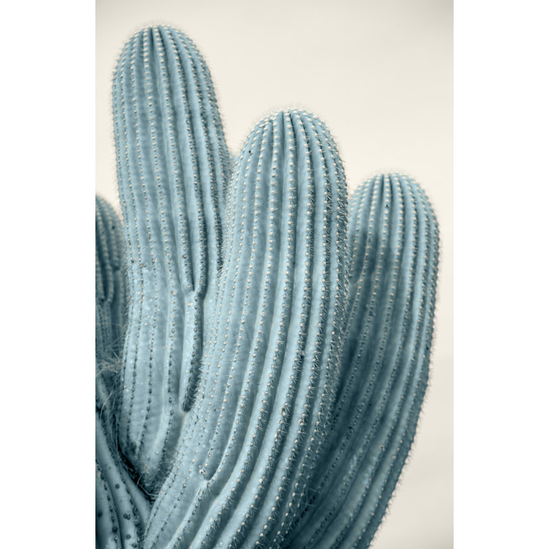Cactus 2 par Christopher Kennedy - Photographie sans cadre sur acrylique