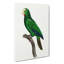 Cuban Amazon Parrot by Elizabeth Gould - Wrapped Canvas Painting-55342617
