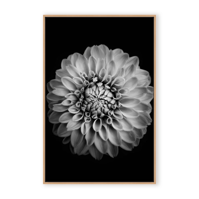 Nature Inspired Marigold by  - Picture Frame Photograph on Paper, 48" H x 32" W x 1.125" D, Black, Framed Matted Print