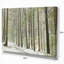«Spring Beech Forest Scenery», reproduction de photo sur toile tendue-18436126