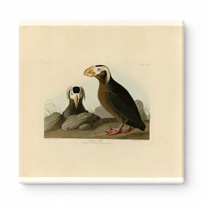 Touffeté auk, plaque CCXLIX (1835) - art mural carré sur toile