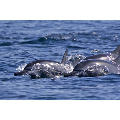 Group Of Bottlenose Dolphins by UlyssePixel - Wrapped Canvas Print
