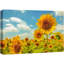 Tournesol «Summer Spring Sunflower Field» sur toile-99542945