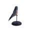 Treeswift Whiskered
