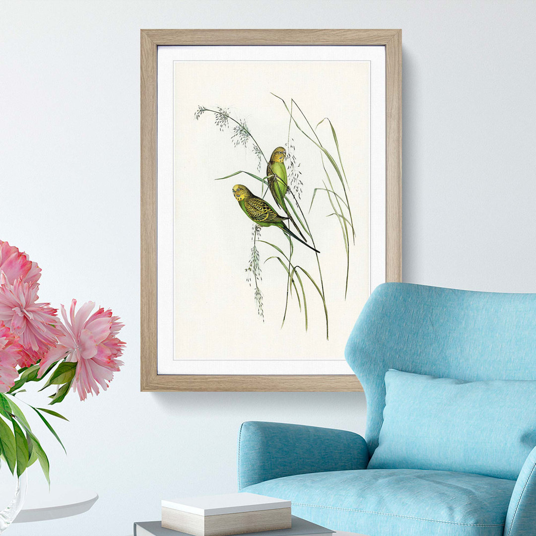 Warbling Grass-Parakeets by Elizabeth Gould - Framed Print