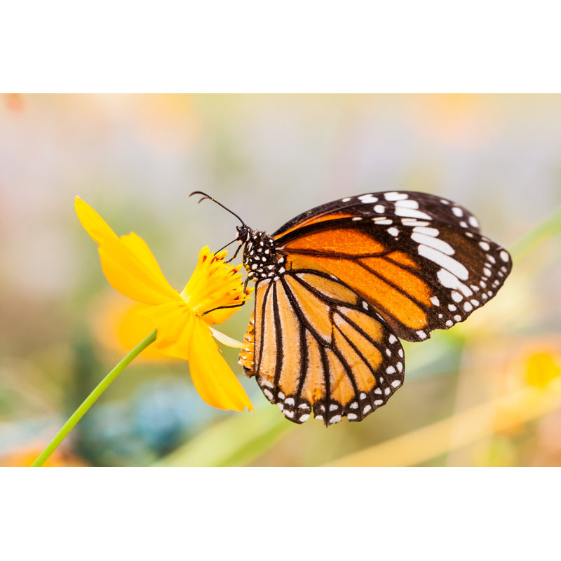 " Monarch Butterfly ", 32" H x 48" W  