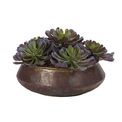 Pinwheel Echeveria dans un bol en métal