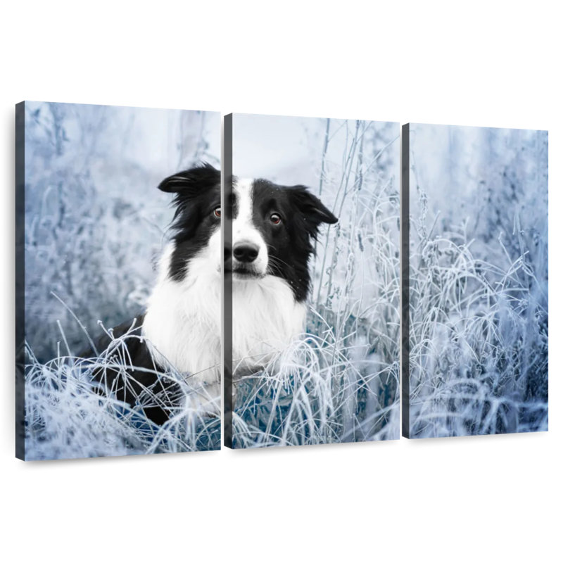 Border collie Brampt Winter, H 28 po x l 45 po