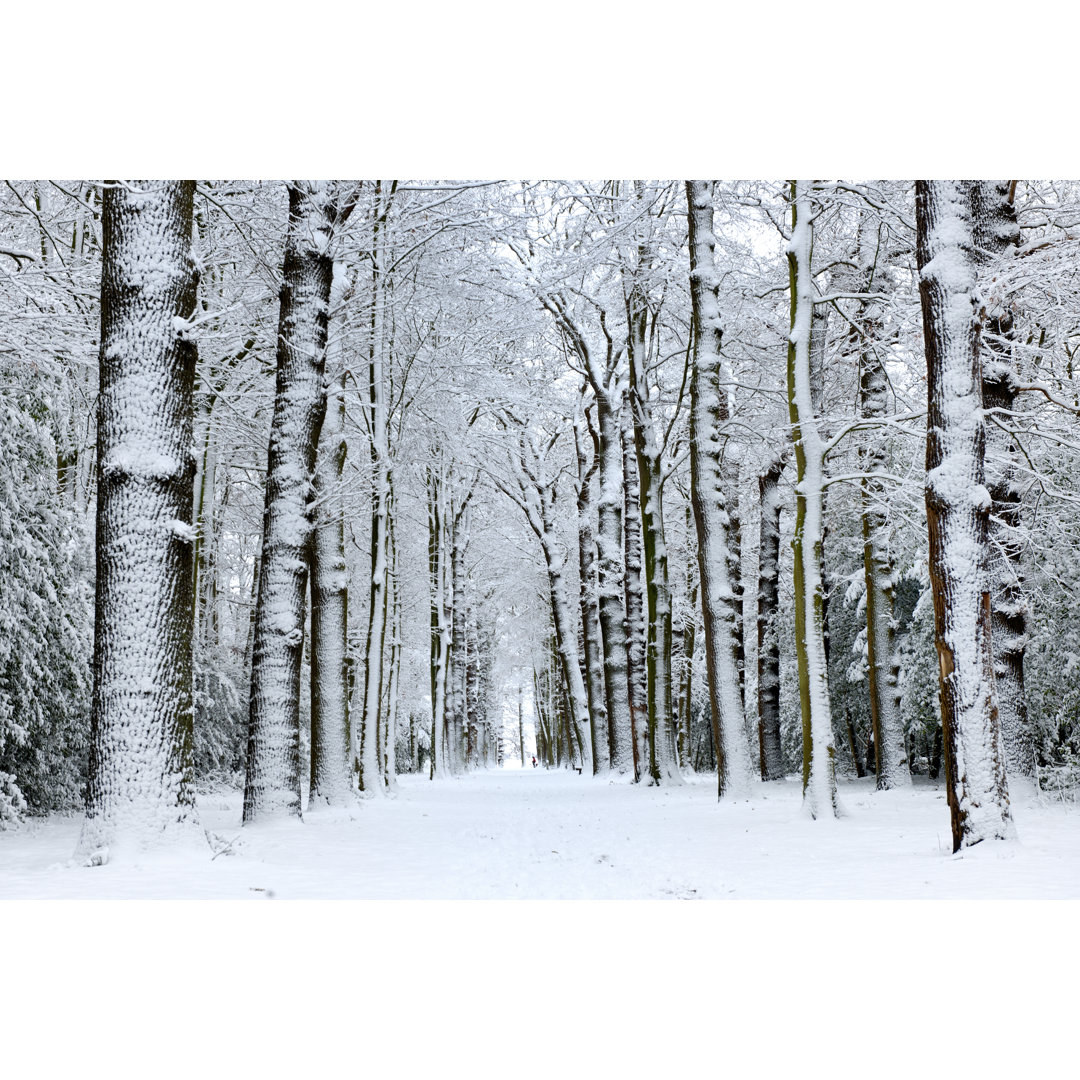 Forest In Winter von Pidjoe - Leinwanddrucke auf Leinwand