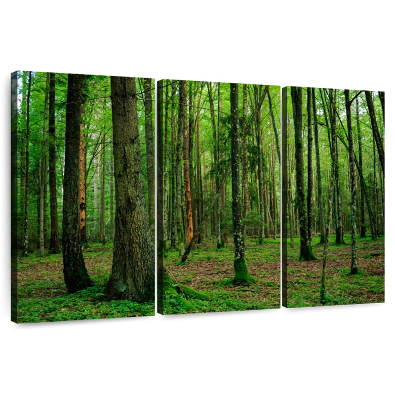 Forêt Alvord Lush Bialowieza, H 20 po x l 33 po