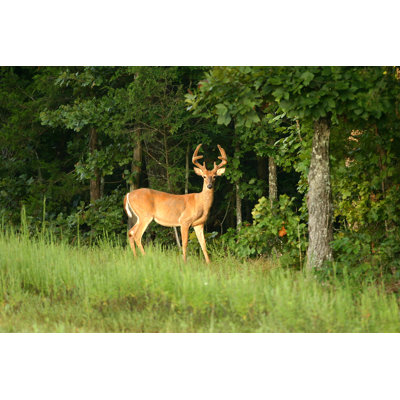 Buck In Velvet by Tjmacphoto - Wrapped Canvas Print