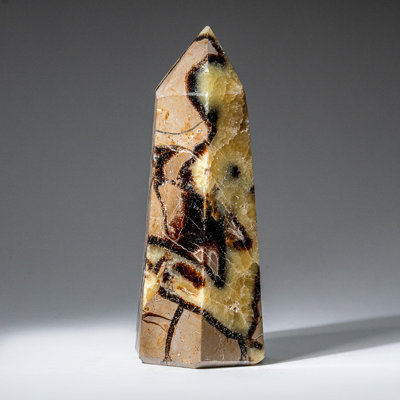 Véritable pointe septarienne polie de Madagascar (1,7 lb)