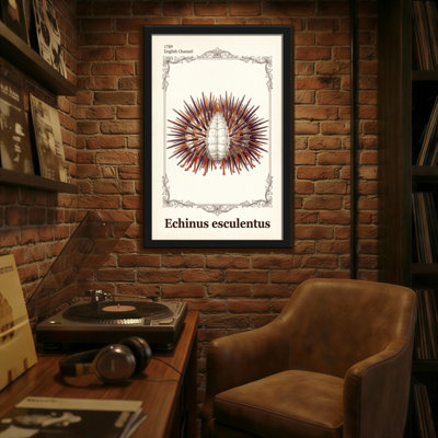 Animaux, échinus Esulentus, reproduction d'art
