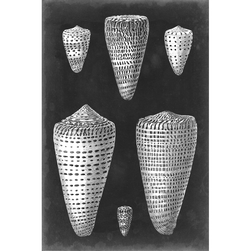 Alabaster Shells I by Vision Studio - Wrapped Canvas Print, 46cm H x 30cm W x 3.8cm D