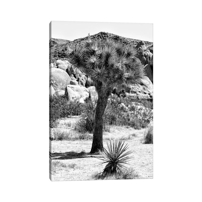 Joshua Tree In The Desert by Philippe Hugonnard - Wrapped Canvas Print, 20.32 cm H x 30.48 cm W