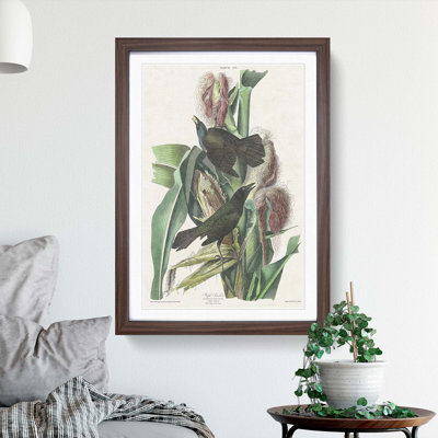 Common Crow Blackbird by John Audubon - Picture Frame Painting