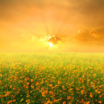 " Yellow Flowers Field And Sunset " by Fwphotographer