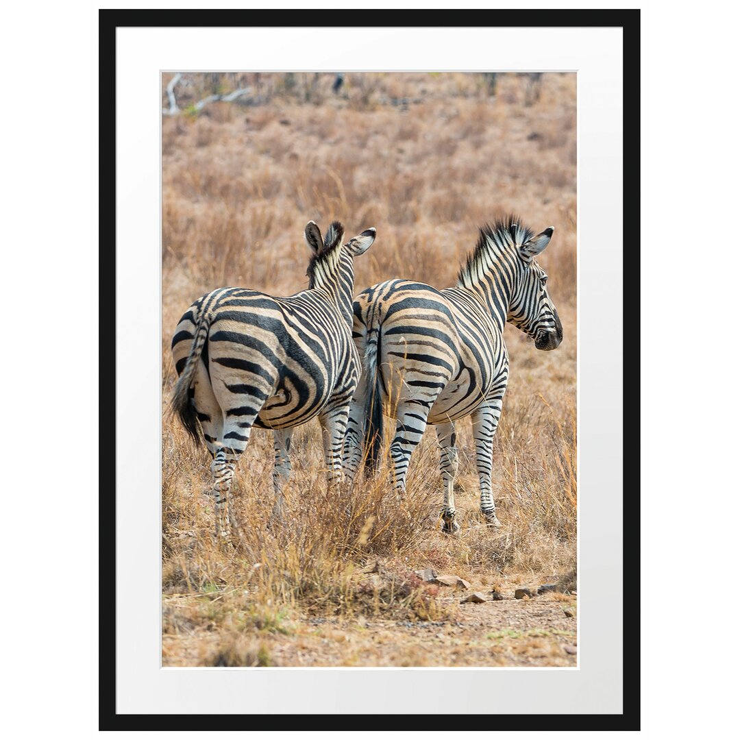 Zebraherde in der Savanne Gerahmter Fotodruck