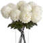 Anastasija Arrangement