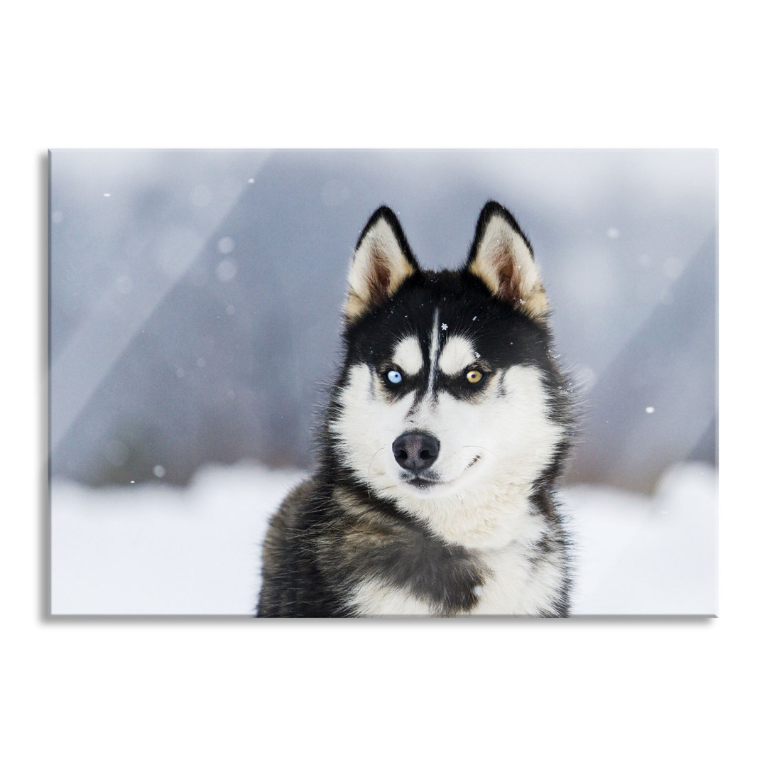 Glasbild Husky mit unterschiedlichen Augenfarben