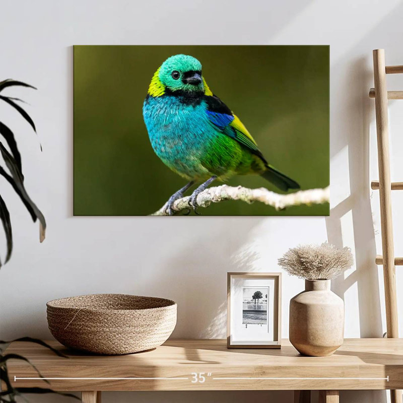 Brampt Green Headed Tanager, 16" H x 24" W