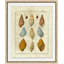 Crackled Shell Figure 2 Print