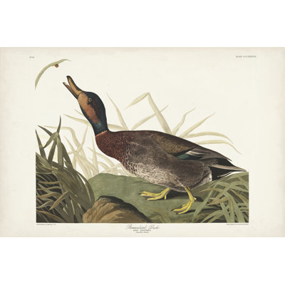Pl 338 canard émacié