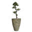 Yacca de Panama en pot