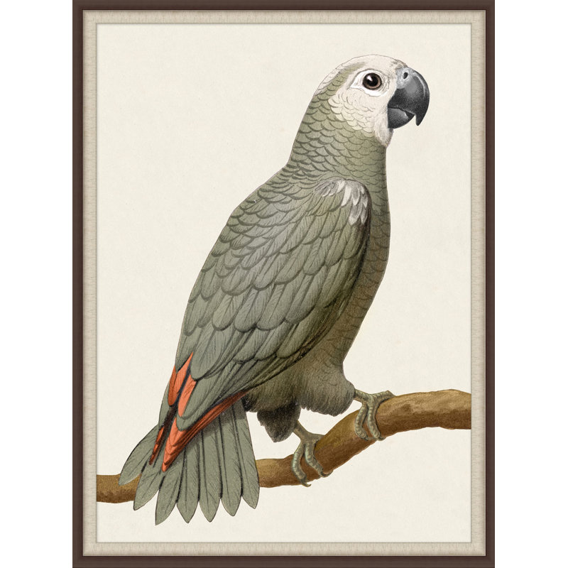 Gray Parrot 1' Framed Print on Glass