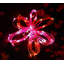 200 lanternes 200 lumières-1298350606-1299248958