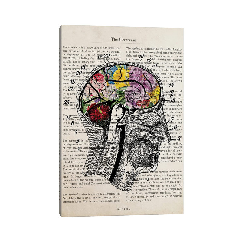 Brain Flower Collage Anatomy Print by Aged Pixel - Wrapped Canvas Print, 66.04 cm H x 45.72 cm W x 1.91 cm D