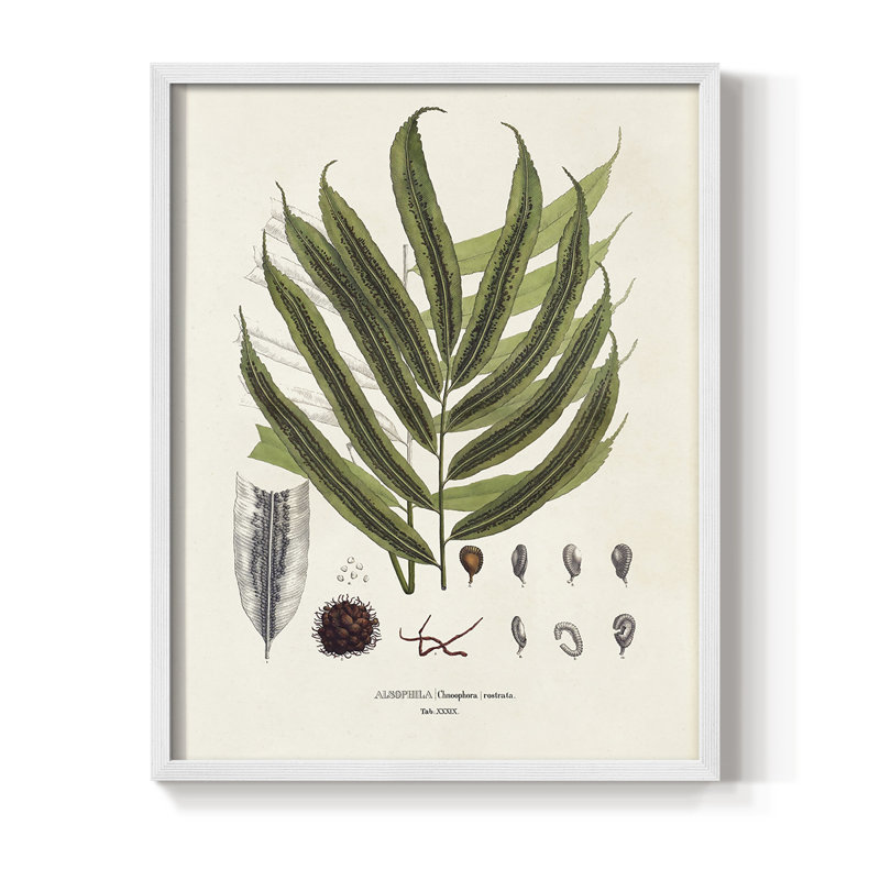 «Botanical Society Ferns II», reproduction encadrée - bois massif, Blanc, H 10 po x l 8 po