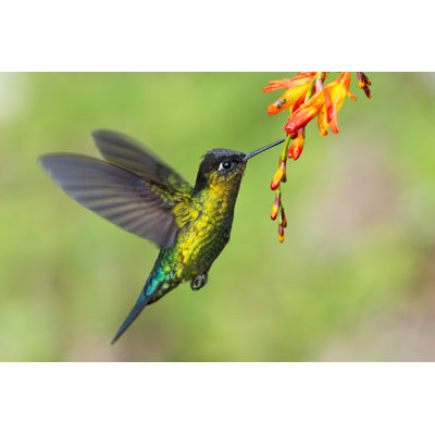 " Fiery-Throated Hummingbird Hovering " by Drferry